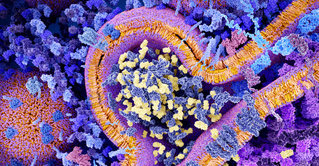 CAR molecules (light blue) bind to CD19 molecules on a leukemia cell leading to segregation of granzyme vesicles (yellow) that activate the apoptosis