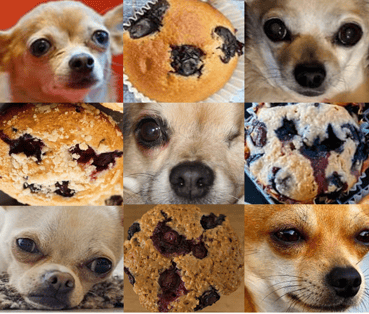 Chihuahua vs blueberry muffin
