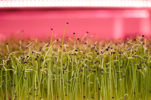 Growing Underground Garlic Chives-1