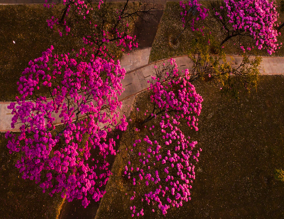 Pink-Trees-landing-page