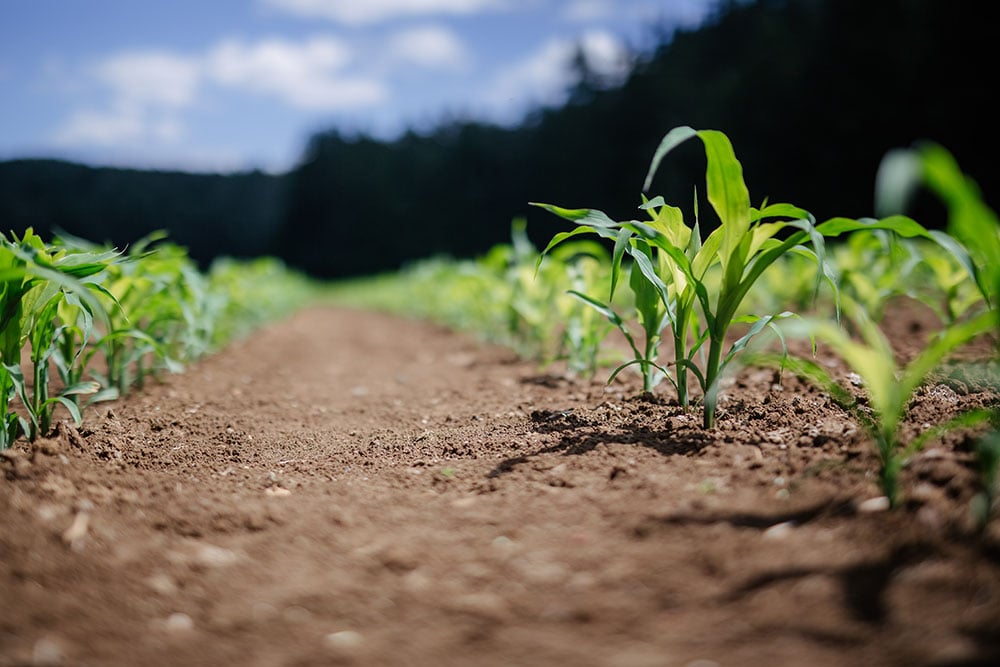Crops growing in soil