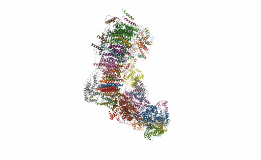 Mitochondrial complex I in the deactive state