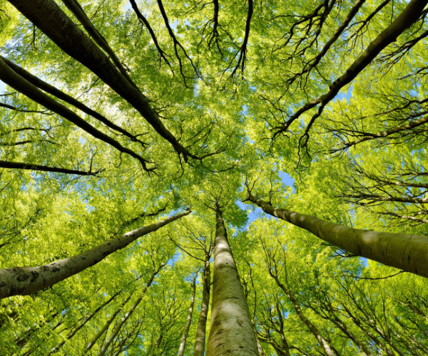 Trees resized