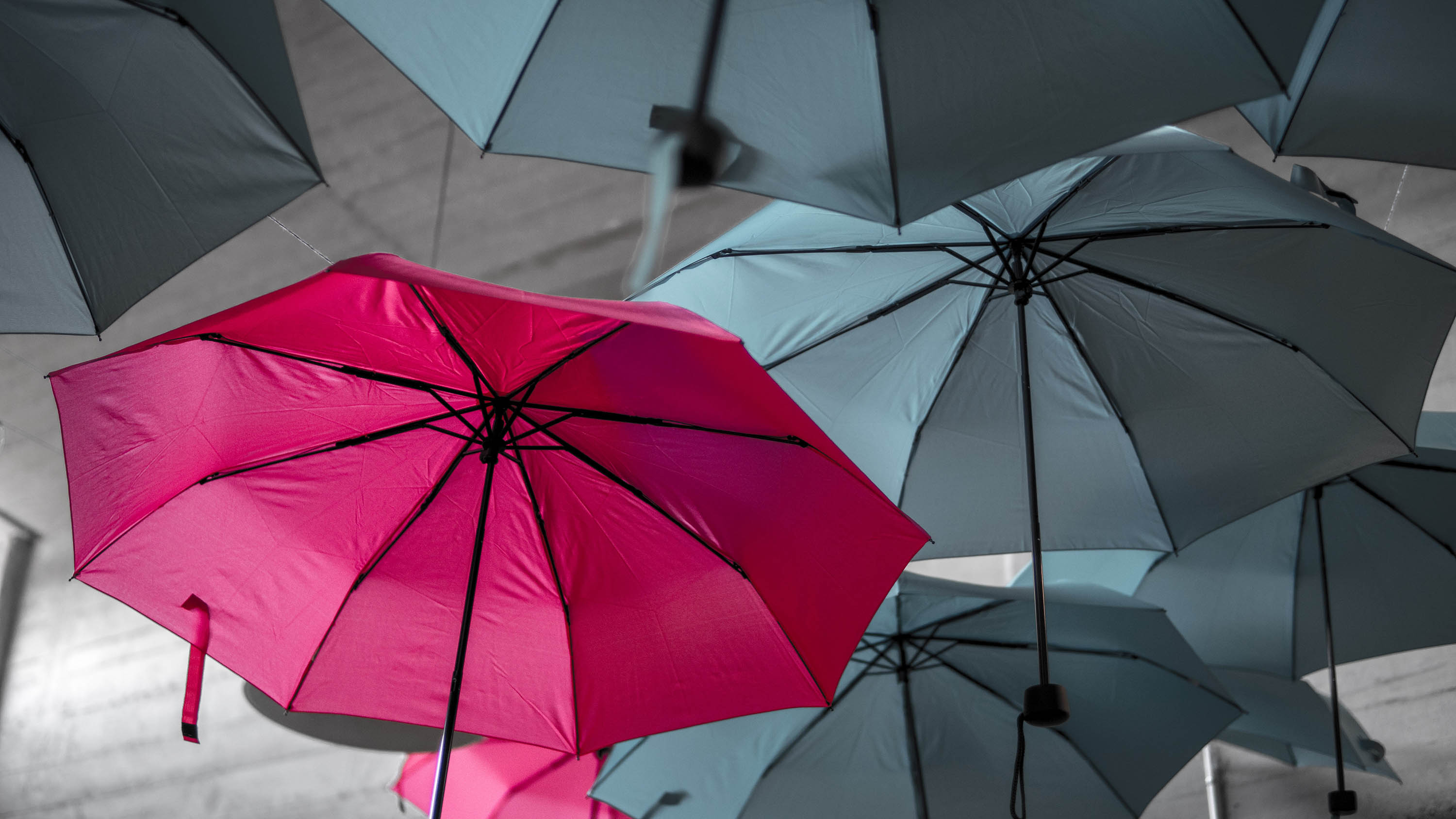 pink umbrella