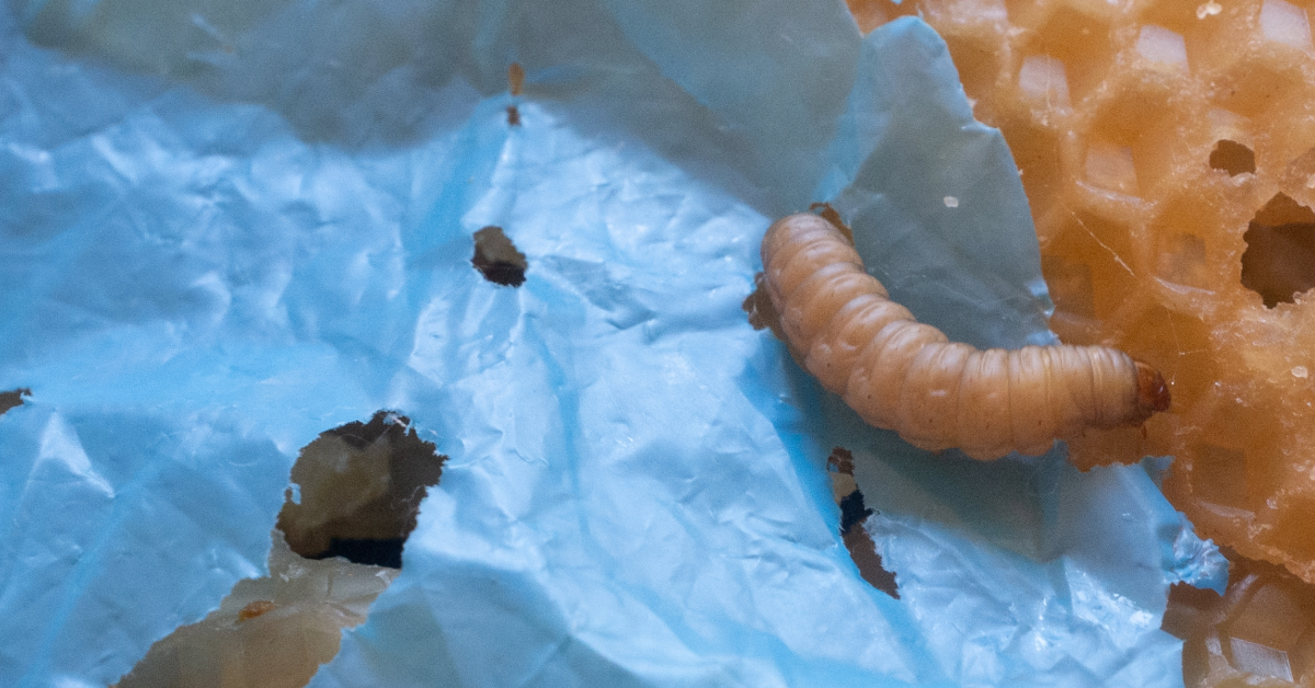 The wonderful potential of waxworm saliva