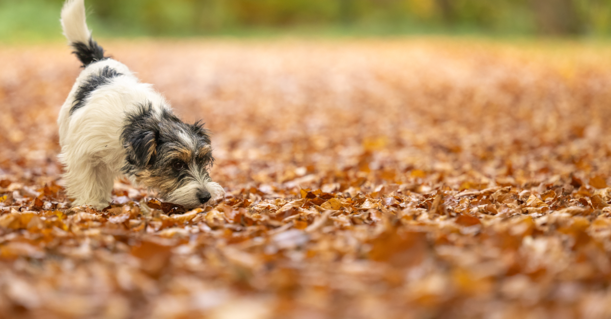 UPC Weekly - Sniffing out infringement