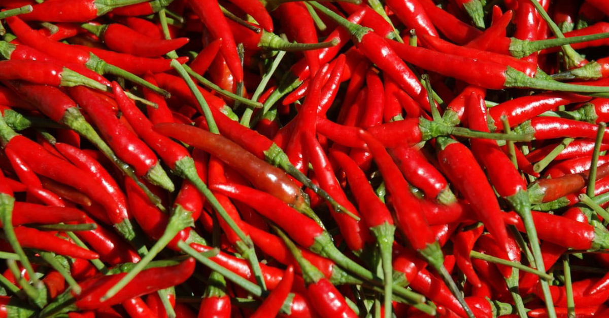 Pepper decision means conventionally bred plants and animals get a chilli reception at the EPO