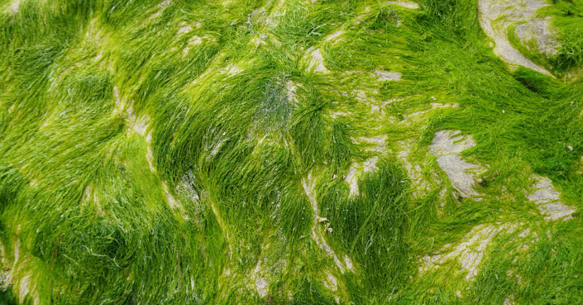 A shore thing: eco-friendly seaweed materials
