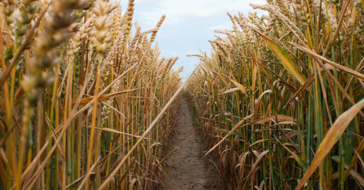 Outstanding in the field - Biotechnology and the search for improved crops