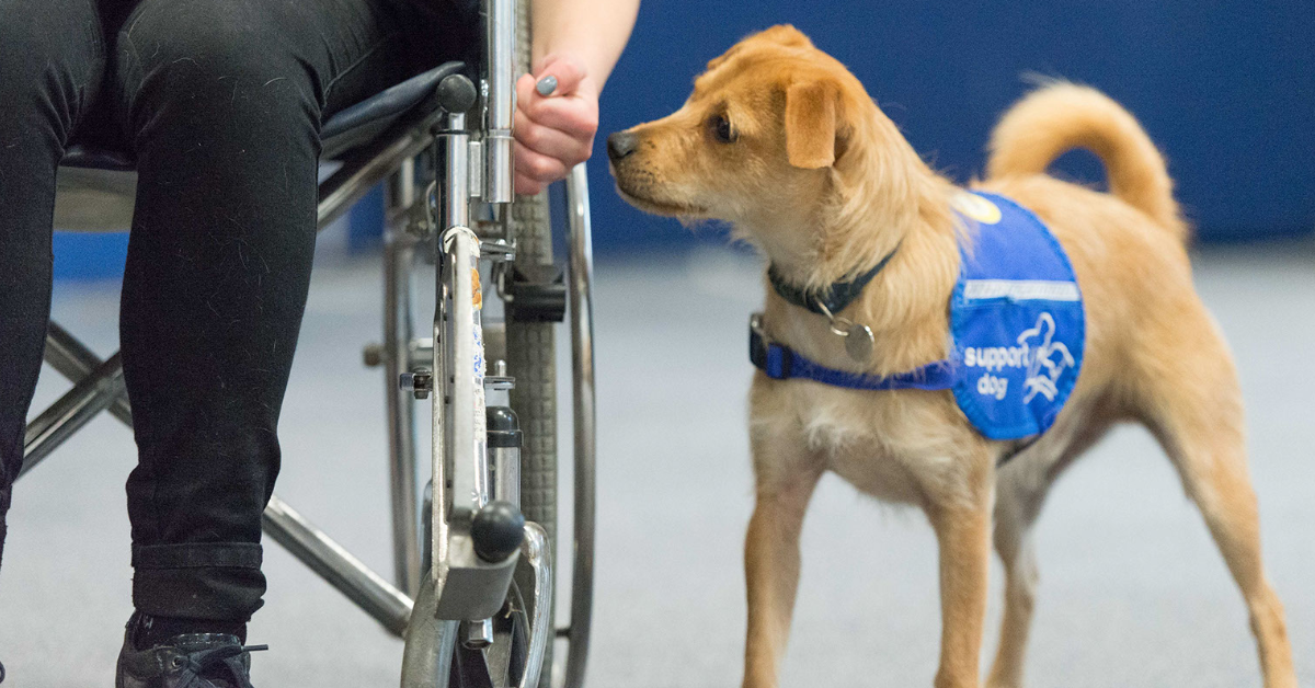 Mewburn Ellis team up with Support Dogs to sponsor an Assistance Dog