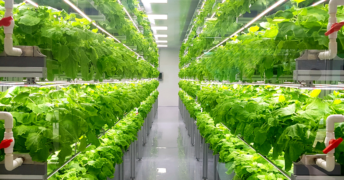 Vertical farming - finding space to sprout up